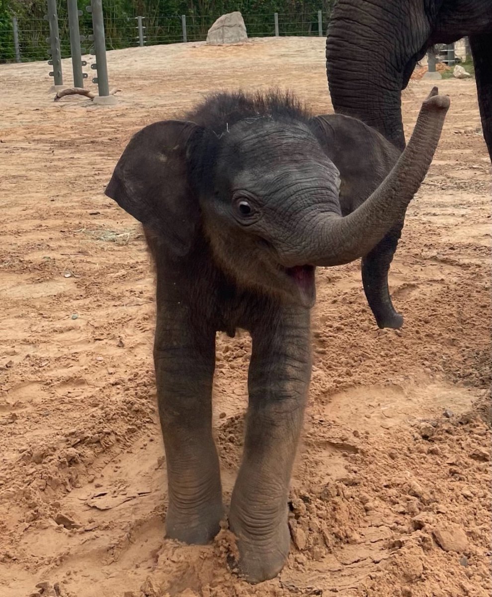 KirbyElephant's tweet photo. The trunk stays up #KirbyKrew 🐘 🤗

#Kirby @houstonzoo https://t.co/5VLt4EQVlV