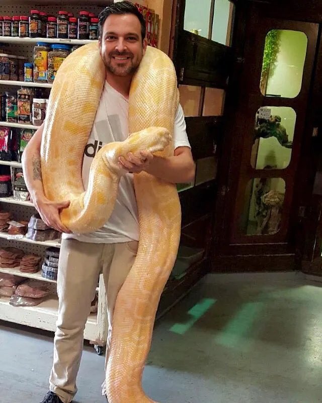 SnakesPlus's tweet image. Stop by one of our 27 DFW SNAKES PLUS locations between now and Christmas and if @garysnakes happens to be at that location that day, he’ll autograph your existing snake with a sharpie and give you $10 of in-store credit to be used on any immediate purchase of a 2nd larger snake.
