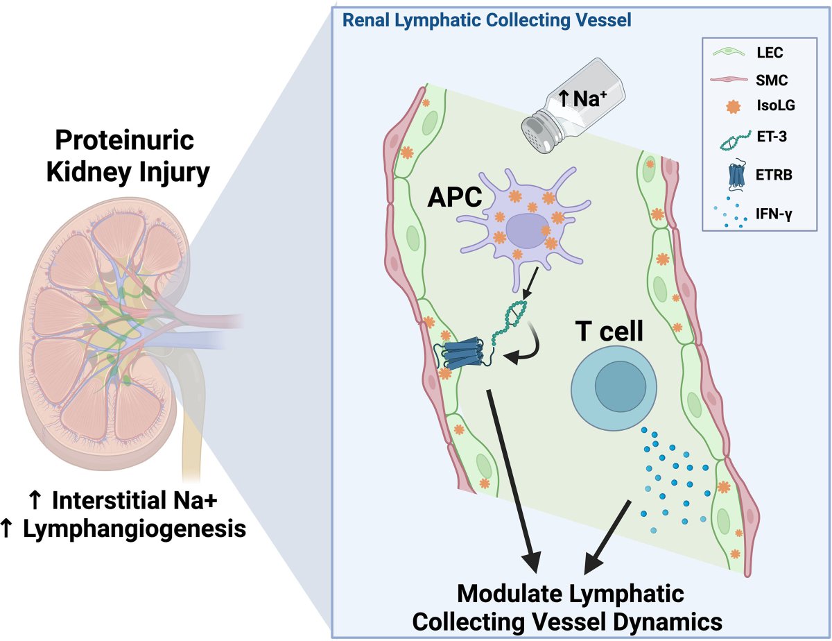 Annet Kirabo D.V.M., M.Sc., Ph.D., F.A.H.A. (@annetkiraboc1) on Twitter photo Excited to share our research manuscript "ET-3/ETBR Mediates Na+-Activated Immune Signaling and Kidney Lymphatic Dynamics" Published in <a href="/CircRes/">Circulation Research</a>
ahajournals.org/doi/10.1161/CI…
Congrats #KiraboLab 1st author <a href="/ashleylpitzer/">Ashley Mutchler</a> & co-authors @EShelton24 Excited to share our research manuscript "ET-3/ETBR Mediates Na+-Activated Immune Signaling and Kidney Lymphatic Dynamics" Published in <a href="/CircRes/">Circulation Research</a>
ahajournals.org/doi/10.1161/CI…
Congrats #KiraboLab 1st author <a href="/ashleylpitzer/">Ashley Mutchler</a> & co-authors @EShelton24