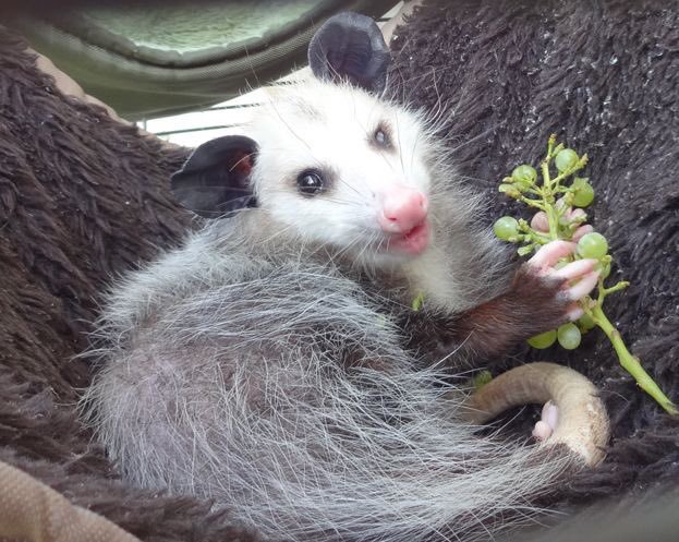 #Possum #Possum_Daily