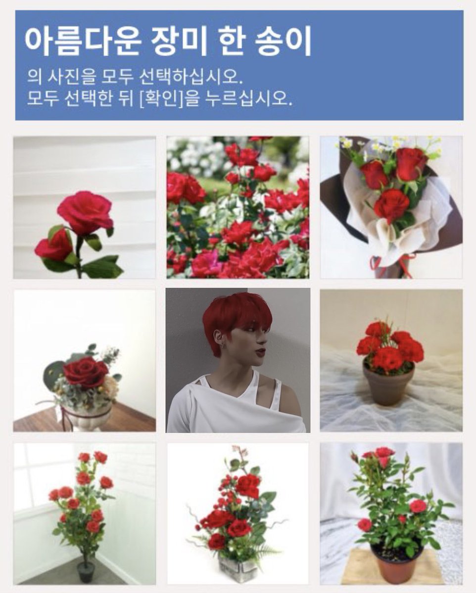 아름다운 장미 한 송이