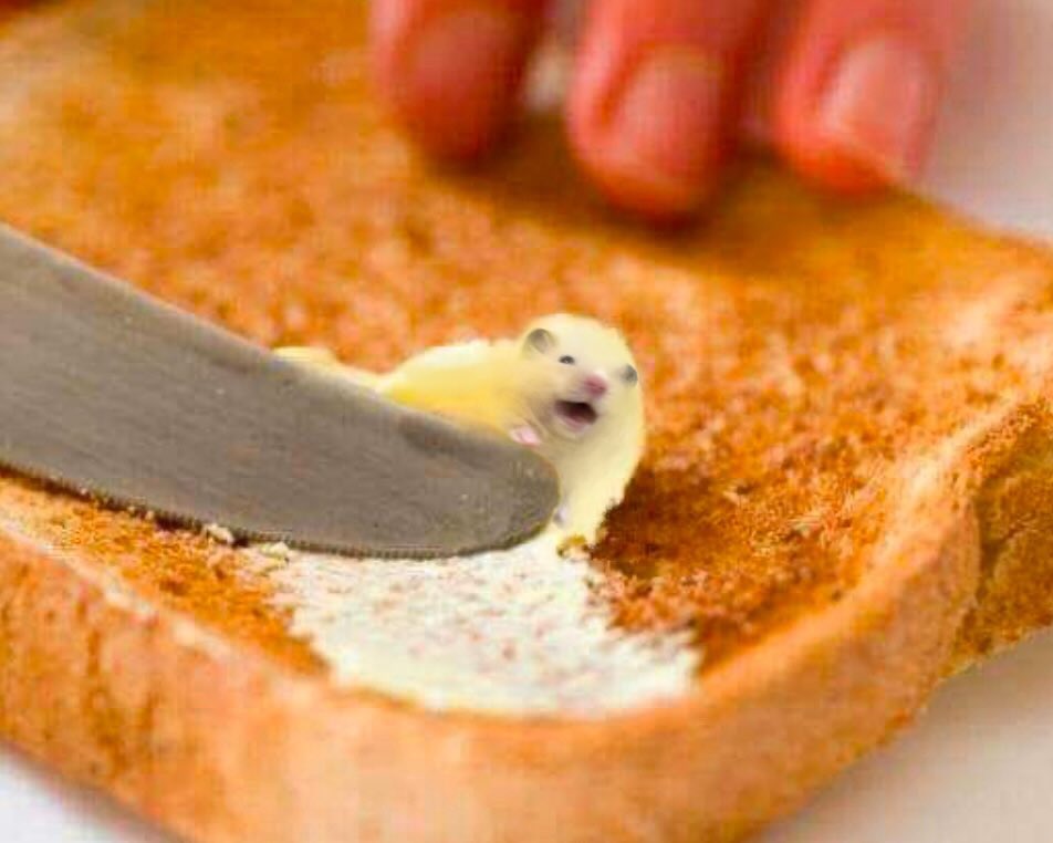 twaniimals's tweet photo. Nooooooo https://t.co/PY4oHei9jE