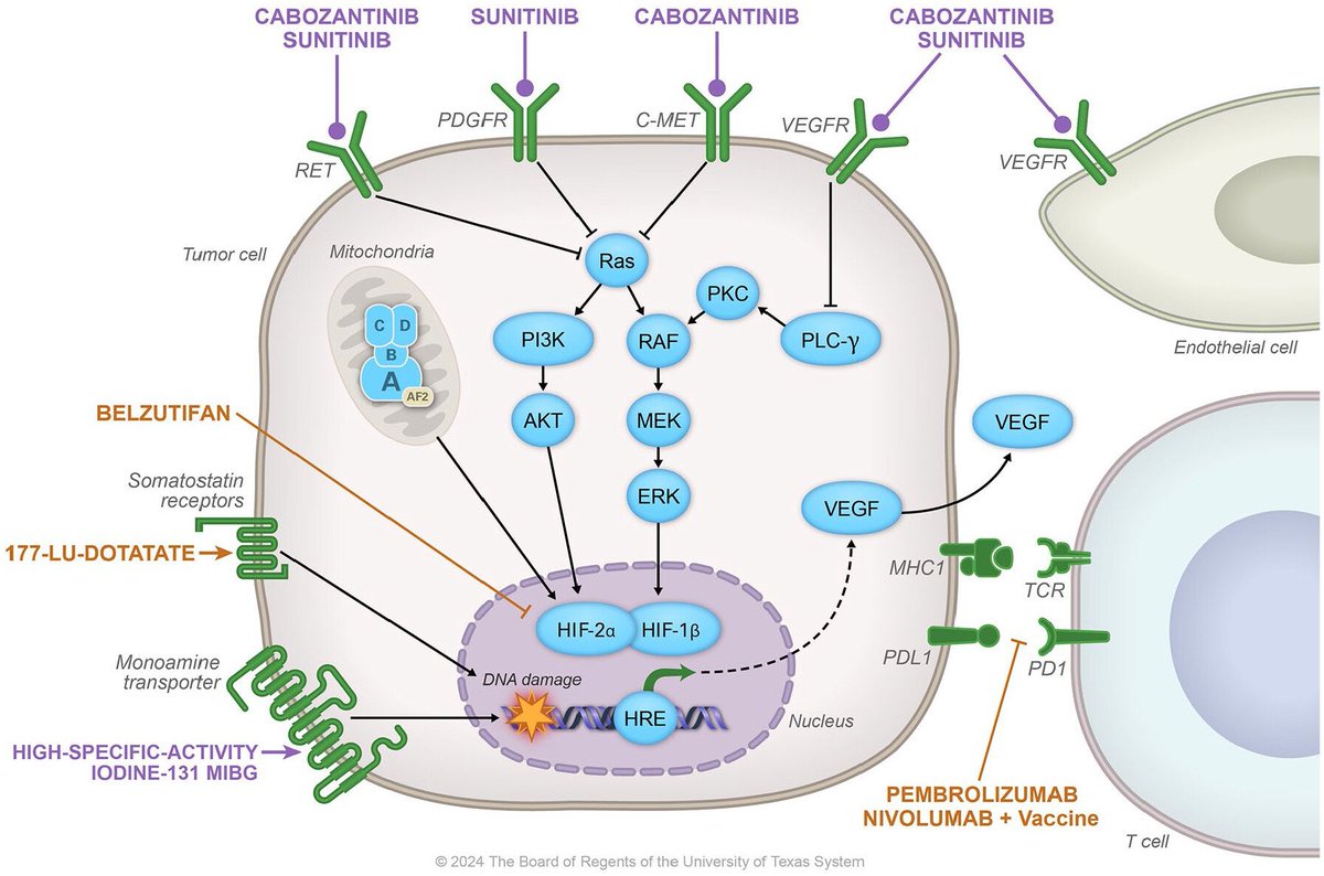 Therapeutic Advances in Medical Oncology (@tamedoncol) on Twitter photo 📄Lessons from clinical trials & real-world studies in metastatic pheochromocytomas & paragangliomas: This review explores systemic therapies like radiopharmaceuticals & TKIs, and insights for future trial design
🔗 journals.sagepub.com/doi/epdf/10.11…
Thanks <a href="/renebaudrand/">René Baudrand B</a> & <a href="/ThomasUslar/">Thomas Uslar</a>! 📄Lessons from clinical trials & real-world studies in metastatic pheochromocytomas & paragangliomas: This review explores systemic therapies like radiopharmaceuticals & TKIs, and insights for future trial design
🔗 journals.sagepub.com/doi/epdf/10.11…
Thanks <a href="/renebaudrand/">René Baudrand B</a> & <a href="/ThomasUslar/">Thomas Uslar</a>!