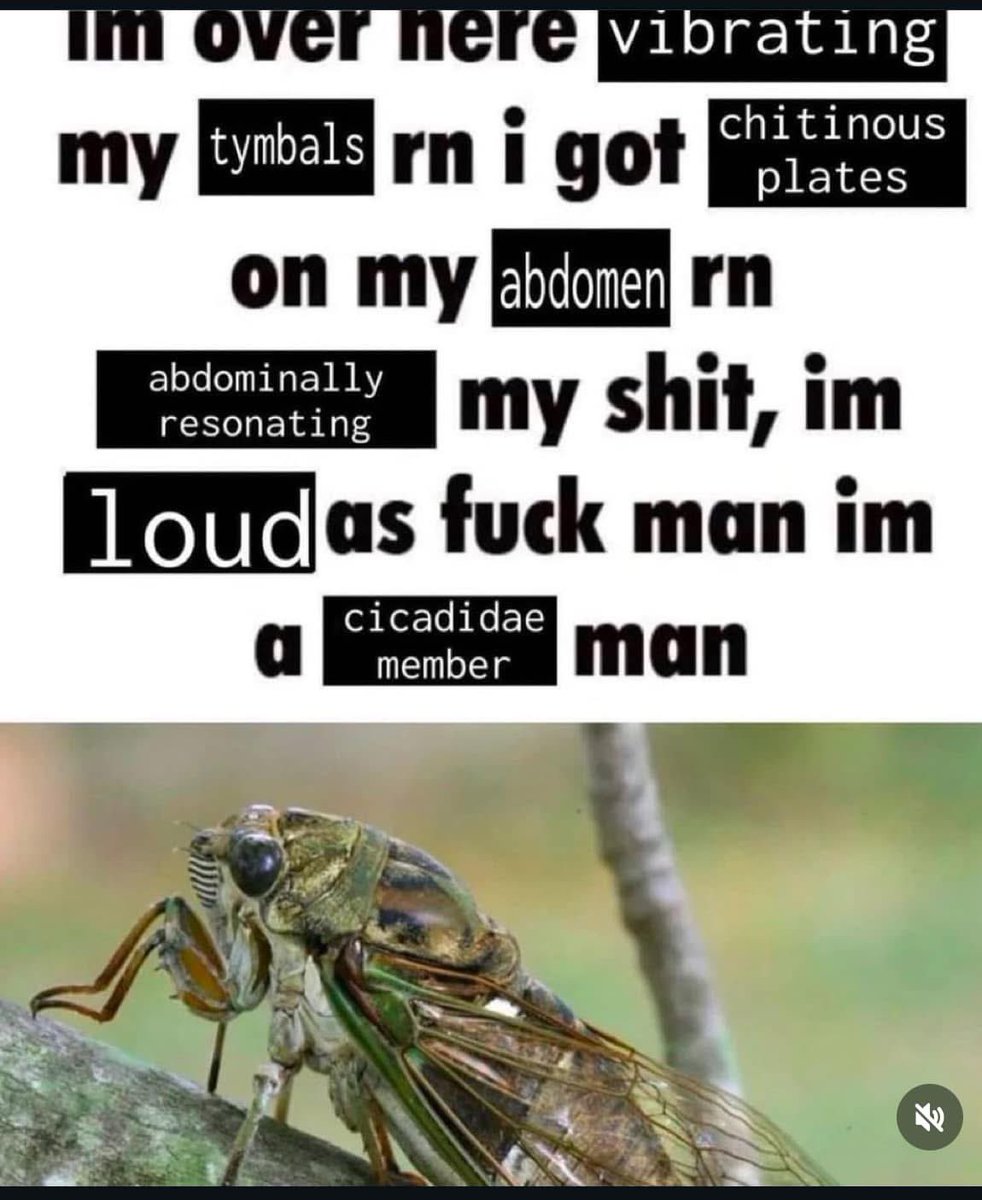 entomemeology's tweet photo. #cicadas #entomemeology #entomology https://t.co/RSIrvyyfMp