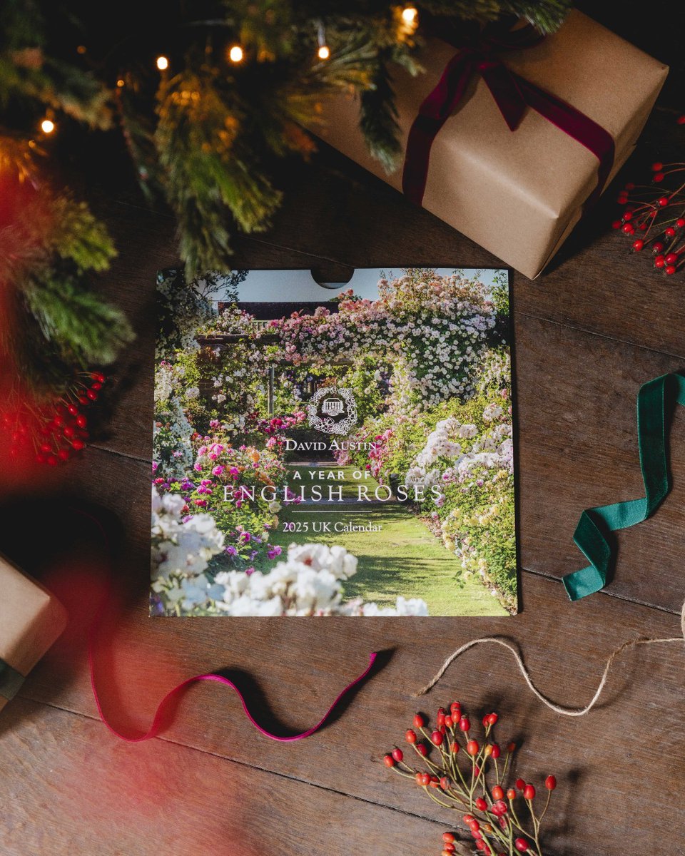 David Austin Roses (@daustinroses) on Twitter photo Make this festive season memorable with a charming English rose or rose-inspired gift.
Order by midday on Friday, 20th December, for delivery before Christmas (UK only).
Explore our gift collection for ideas on how to make this Christmas truly special. bit.ly/3NL0gBj Make this festive season memorable with a charming English rose or rose-inspired gift.
Order by midday on Friday, 20th December, for delivery before Christmas (UK only).
Explore our gift collection for ideas on how to make this Christmas truly special. bit.ly/3NL0gBj