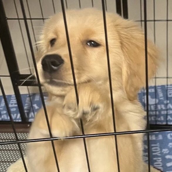 takemybear 🐶 tweet media