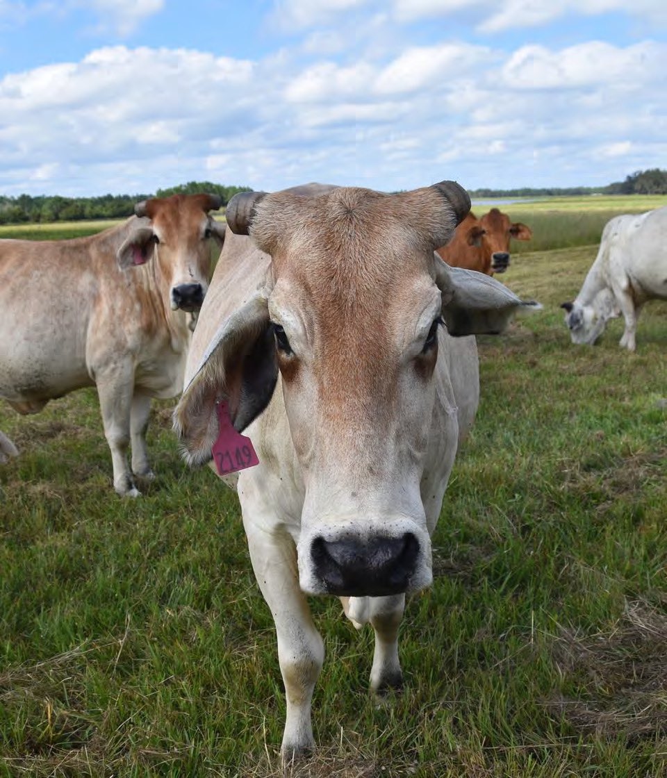 NatureConservancyFL tweet media