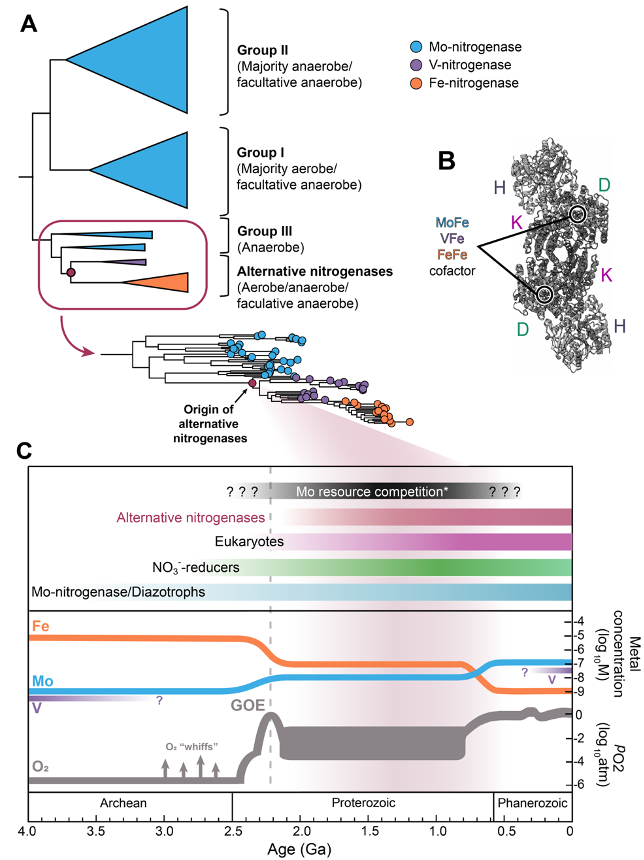 Ancient Biology (@kacarlab) on Twitter photo Out today! 🚨 We explore how planetary oxidation ~2.5 billion years ago shaped the puzzling history of metal use in nitrogenase, key to nitrogen fixation! 🌍🔬
biorxiv.org/content/10.110…
work led by <a href="/MorganMicro/">Morgan Sobol</a>, <a href="/hollyr_rucker/">Holly Rucker</a>, in collab. with Eric Libby & Ariel Anbar. <a href="/UWBact/">UW-Madison Department of Bacteriology</a> Out today! 🚨 We explore how planetary oxidation ~2.5 billion years ago shaped the puzzling history of metal use in nitrogenase, key to nitrogen fixation! 🌍🔬
biorxiv.org/content/10.110…
work led by <a href="/MorganMicro/">Morgan Sobol</a>, <a href="/hollyr_rucker/">Holly Rucker</a>, in collab. with Eric Libby & Ariel Anbar. <a href="/UWBact/">UW-Madison Department of Bacteriology</a>