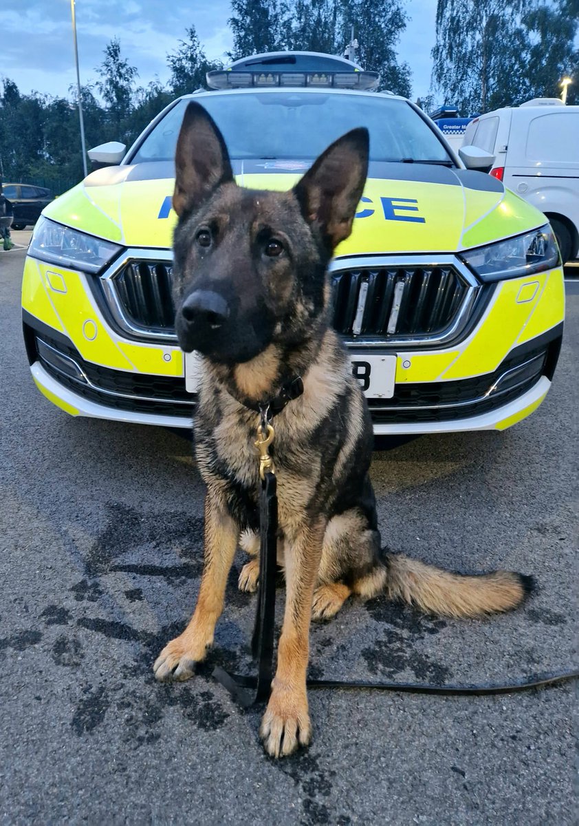 GMPDogs's tweet photo. Tremendous team 2. Whilst you were sleeping PD Janet's mere presence ensured the safe arrest of a DV offender.  PD Hully make swift work of stopping a suspected burglar after a pursuit. PD Mel located a male responsible for stealing a car hiding behind a shed. Great work all!! https://t.co/AmvV8lPi8L
