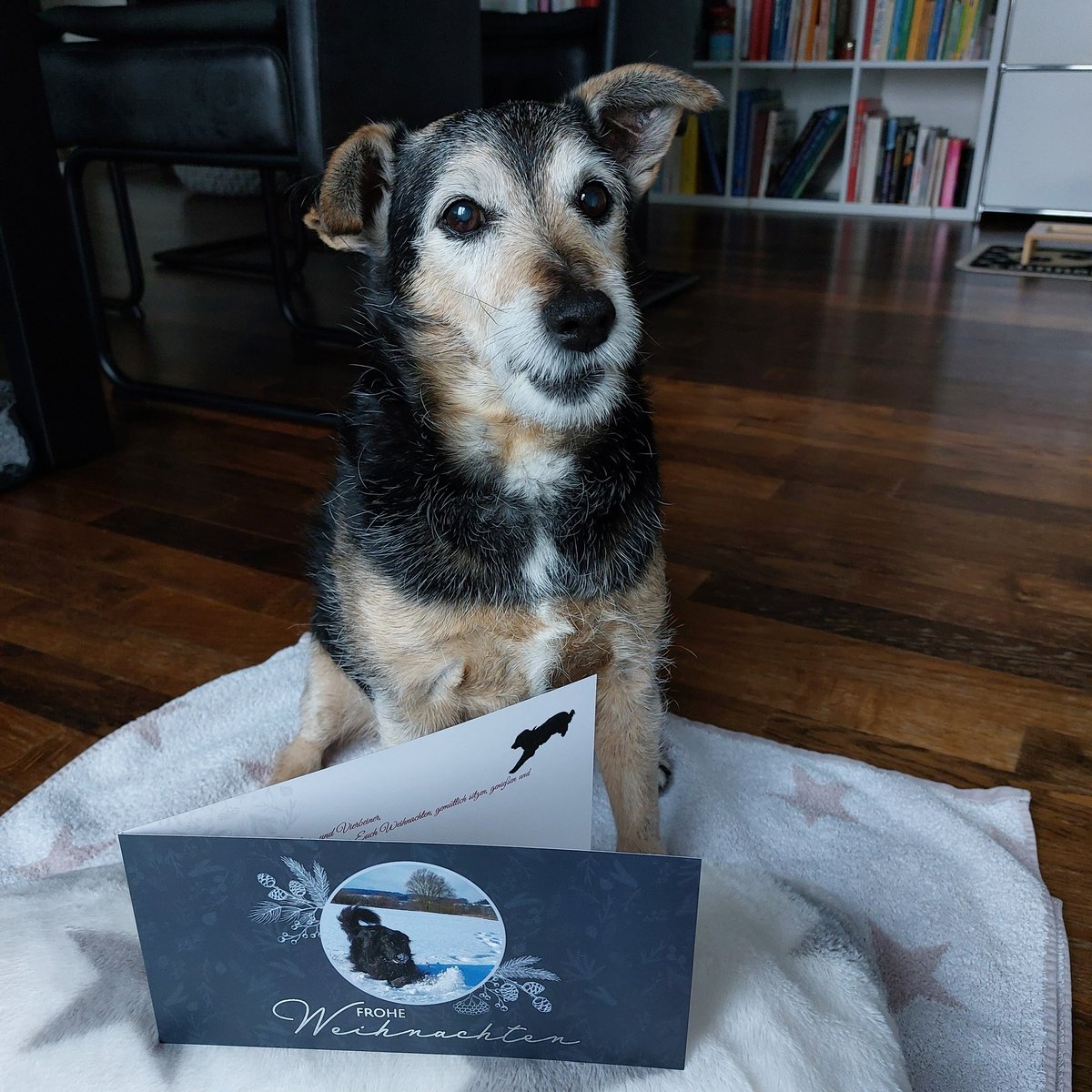 Für die wunderschöne ✨️✨️🎄✨️✨️ Weihnachtskarte und den liebevollen Worten, bedanken wir uns beide von ganzem Herzen bei dir liebe Jule und deiner lieben Mama <a href="/Jule20131/">Jule2013 🐕🐈💚🌻🇺🇦🇮🇱</a>