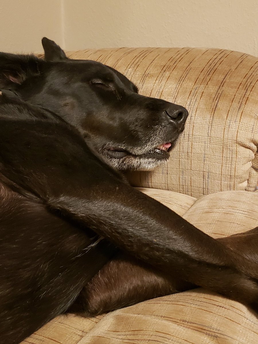 The boy does the blep while doing the couch naps. Good sleep.