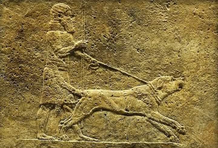 BabanAzadi's tweet photo. Since the days of Babylon, large, powerful dogs with massive heads were living on the #Kurdistan region.
They were used as fighting dogs in the battles, as well as for hunting #large_animals, even lions and wild horses.
This interesting scenes are depicted on the well-preserved
1 https://t.co/2bk3iikksw