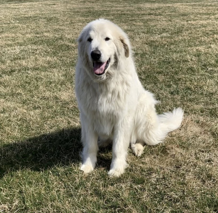 Diagnosed with bone cancer and given just 6-9 months to live, Romulus, a Maremma guardian dog found hope with #FidoCure. Read his full inspiring story on our blog: bit.ly/3BHuylV 
#CancerWarrior #Dog