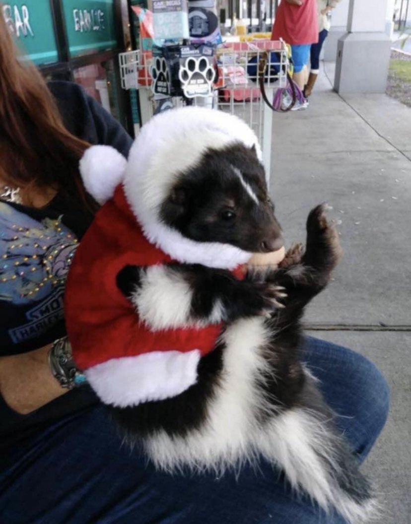 CeceTheSkunk's tweet image. It is one week until Christmas 

It does not feel like one week until Christmas