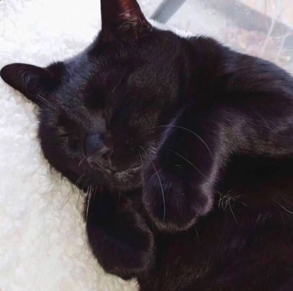 blackscats's tweet photo. https://t.co/8VZODMNstt