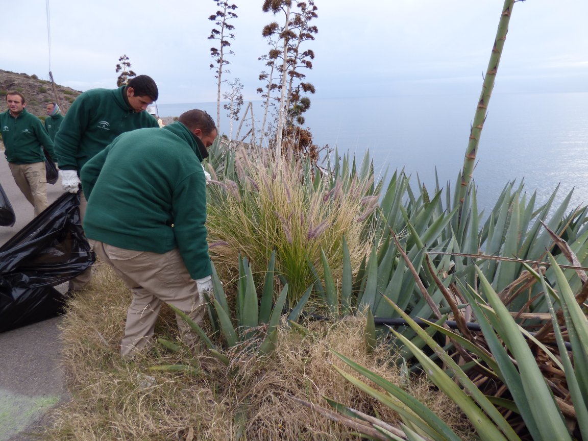 In this work we applied the Australian and New Zealand Weed Risk Assessment system to identify potentially invasive plants naturalized in the arid southeast Iberian Peninsula. We found 64.4% of the 177 taxa assessed can be considered potential invaders: doi.org/10.3897/neobio…