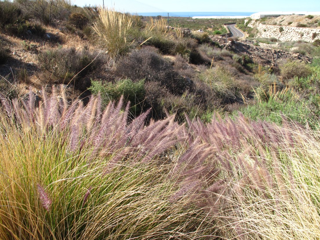 NeobiotaJournal's tweet photo. In this work we applied the Australian and New Zealand Weed Risk Assessment system to identify potentially invasive plants naturalized in the arid southeast Iberian Peninsula. We found 64.4% of the 177 taxa assessed can be considered potential invaders: https://t.co/e2H1Y4vD85 https://t.co/xOEDXhhPPP