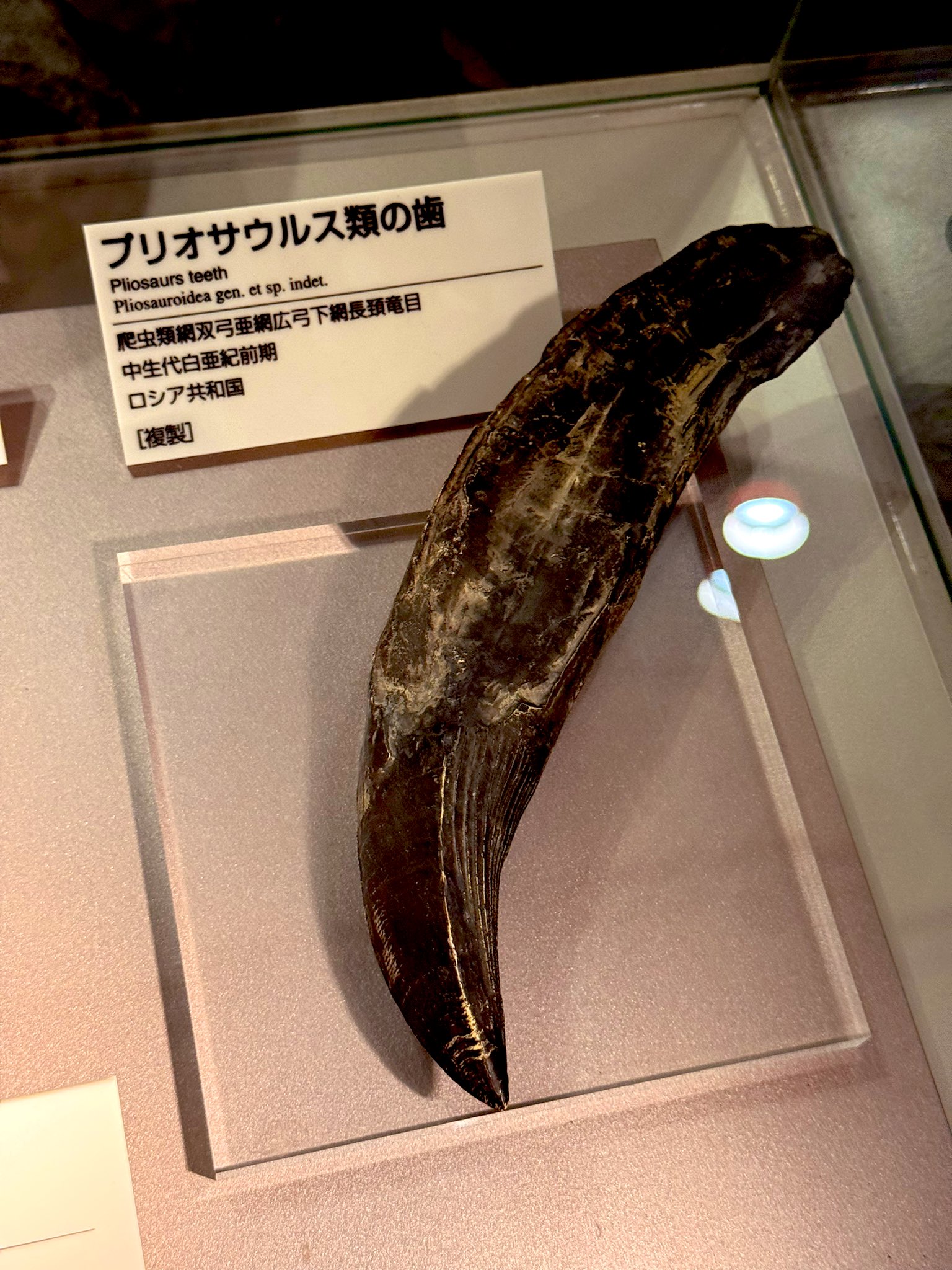 プリオサウルス化石歯