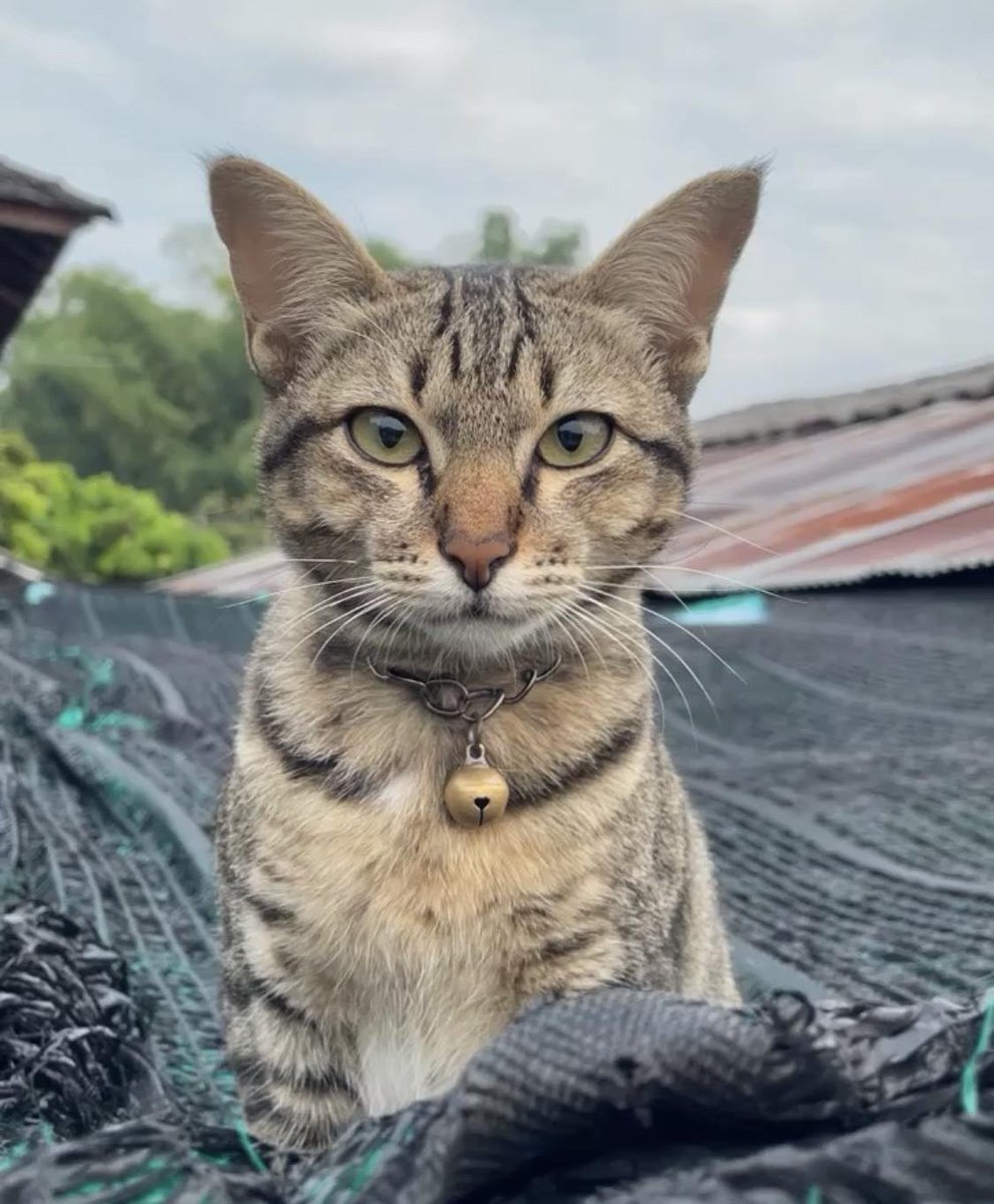 tmnwsz's tweet photo. @goldenspatulath น้องแมวเราเอง แต่ตอนนี้ไม่อยู่แล้ว คิดถึงนะ ❤️😻 #goldenspatula https://t.co/97zBeugLO7