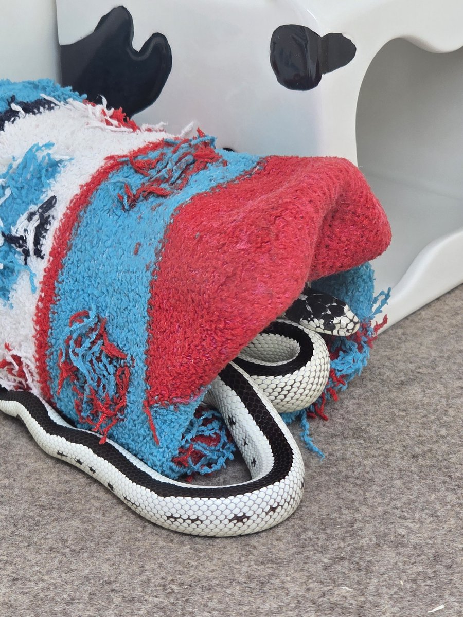 사육장 벅벅 닦고 집이니 가구니 다 말리는 중이라 + 겨울용 뜨뜨보들집을 만들어주니 저기부터 들어가는거 넘 웃기구