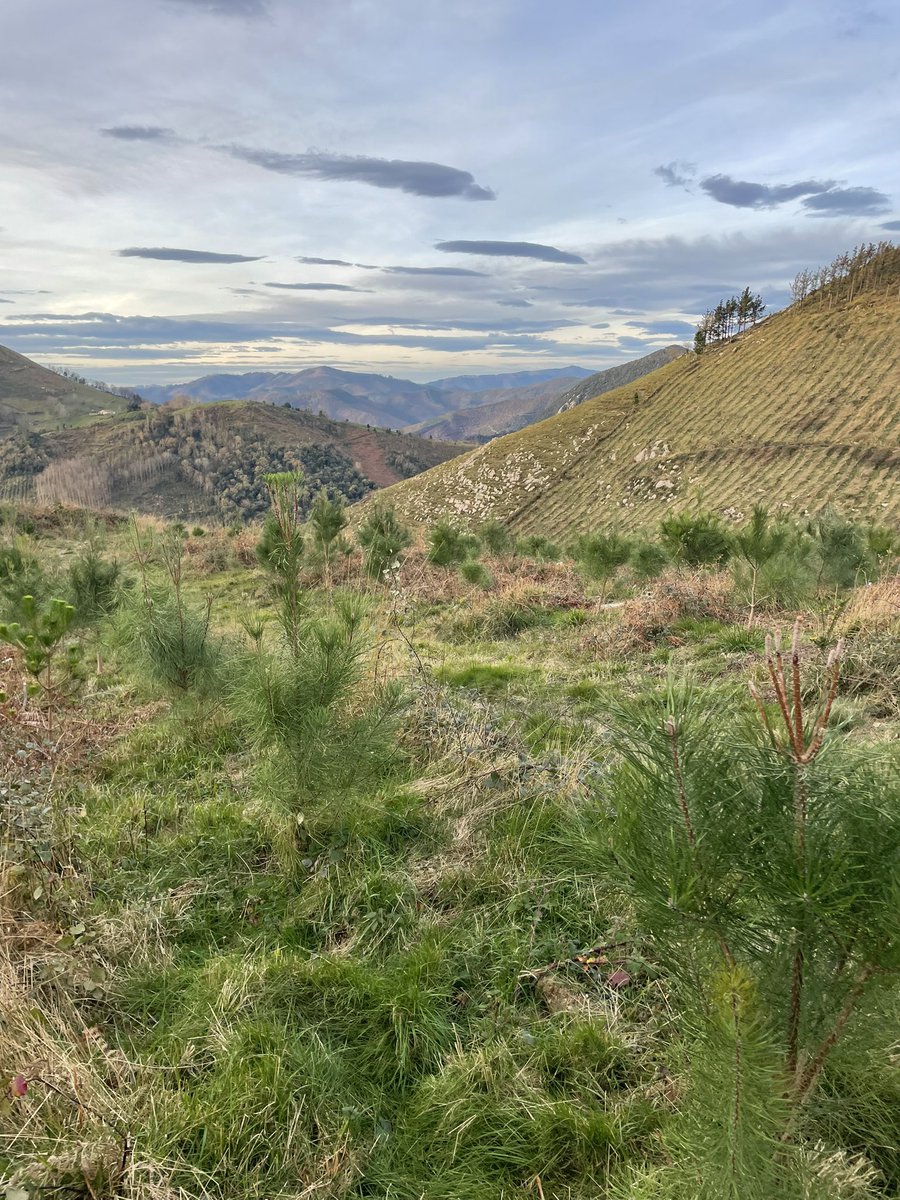 geforestesp's tweet photo. Acabando el año de la mejor manera posible en Guipuzkoa.
#inventarioforestal
#cubicacion
#gestionforestal https://t.co/tTQ9vxdd10