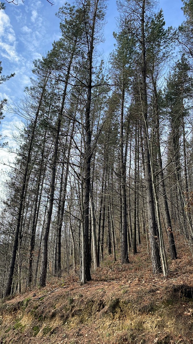 geforestesp's tweet photo. Acabando el año de la mejor manera posible en Guipuzkoa.
#inventarioforestal
#cubicacion
#gestionforestal https://t.co/tTQ9vxdd10