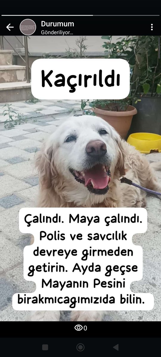 #sancaktepekayipkopek #kayıpkopek #sancaktepeanlik #emniyet #cimer