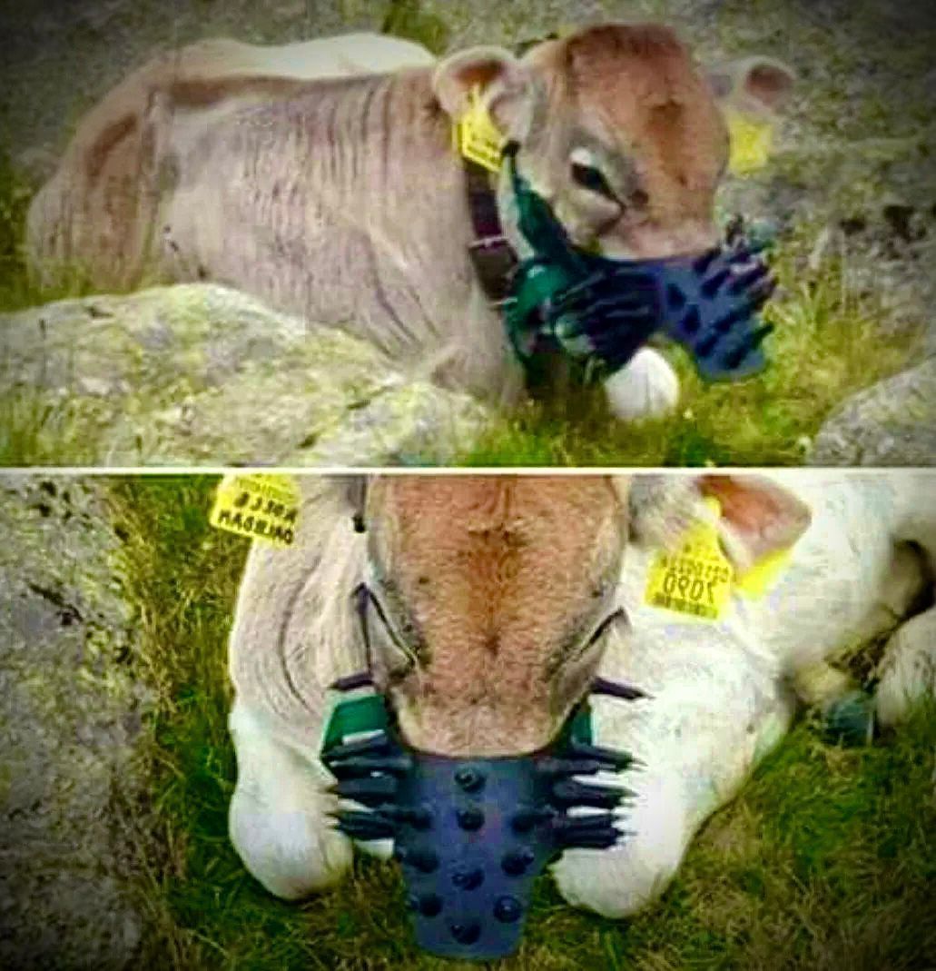 This is a "spiked mouth block." 😱

It's designed to wean the calf by being so painful for the mother #cow that she'll push her baby away to avoid the pain.

The welfare of farm animals in today’s industrialized system is not a priority to those who view them as only profits. 💔
