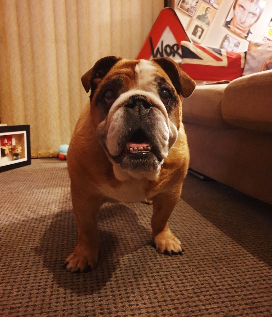 LoveArtglobal's tweet image. HAPPY FIRST BIRTHDAY in HEAVEN &apos;FUDGE&apos;, FUDGE I MISS YOU SO SO MUCH. WE NEVER SPOKE THE SAME LANGUAGE BUT WE UNDERSTOOD EACH OTHER. THANK YOU FOR ALLOWING ME TO BE A PART OF YOUR LIFE &apos;FUDGE&apos;. HAPPY BIRTHDAY SWEETHEART AND #LOVEFOREVER ALWAYS..DADDA ❤🐕 XxX

@Freshfieldsresc