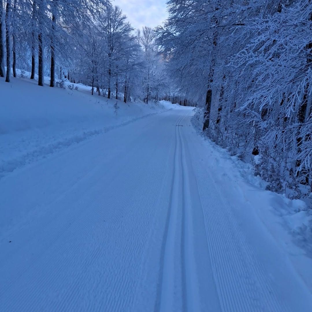 La neige est arrivée à Irati ! Cet hiver, visitez la forêt d'Irati et promenez-vous sur ses pistes de ski, faites de la raquette, visitez les villages de la région... ❄️

#irati