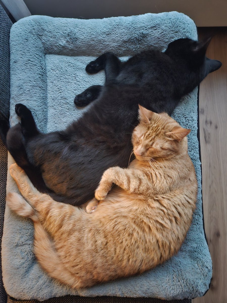 Markiemouse's tweet photo. @verenabiscaya Groetjes van Max en Tommy https://t.co/ENUsuLnnvD