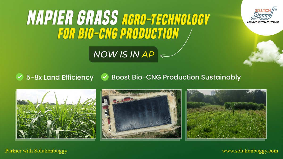 SolutionBuggy's tweet photo. Exciting News: Napier Grass agro-tech is now in Andhra Pradesh! 🌱
✅ 5-8x land efficiency
✅200-400 tons of fresh biomass per hectare annually.
⚡ Boost Bio-CNG sustainably
Be part of the clean energy movement with SolutionBuggy!
#SolutionBuggy #BioCNG #NapierGrass #CleanEnergy https://t.co/UCKfWXCWr2