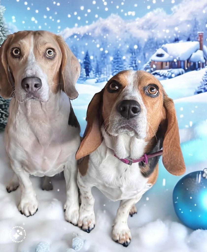 Sammy &amp; Pearl 
#beagles