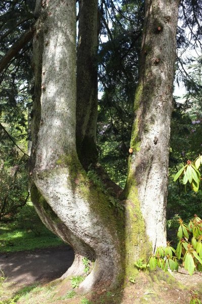 TreeRegister's tweet image. #ThickTrunkTuesday

Today's Thick Trunk is the UK girth champion Silver fir (Abies alba).

Known as 'The Monster' with four large trunks forming a combined girth of 977cm.

It was one of 70 trees chosen to be part of 'The Queen's Green Canopy' in 2022.