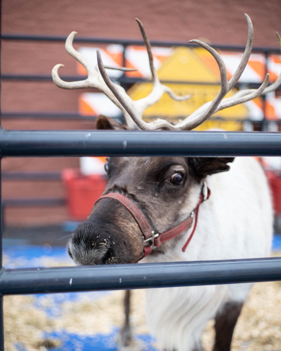 Visit HCPL today at 5:00pm for the chance to meet a real live reindeer during their Rockin’ Reindeer event! And if you can’t make it tonight, check out Ugly Sweater Decorating and Cookie Decorating workshops this week too! Head to our events page for all the info.