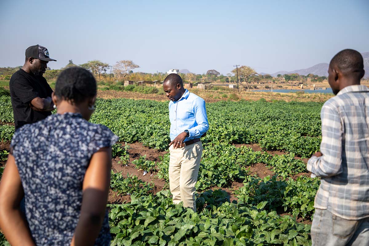 Feed the Future (@feedthefuture) on Twitter photo Cowpea is a vital food source for farmers dealing with unpredictable weather. To further boost its resilience, plant breeders in Africa are collaborating with <a href="/CropImprovement/">Innovation Lab for Crop Improvement</a> lab to develop high-yield, drought-tolerant, and nutritious cowpea varieties. ow.ly/4mnn50UseqO Cowpea is a vital food source for farmers dealing with unpredictable weather. To further boost its resilience, plant breeders in Africa are collaborating with <a href="/CropImprovement/">Innovation Lab for Crop Improvement</a> lab to develop high-yield, drought-tolerant, and nutritious cowpea varieties. ow.ly/4mnn50UseqO