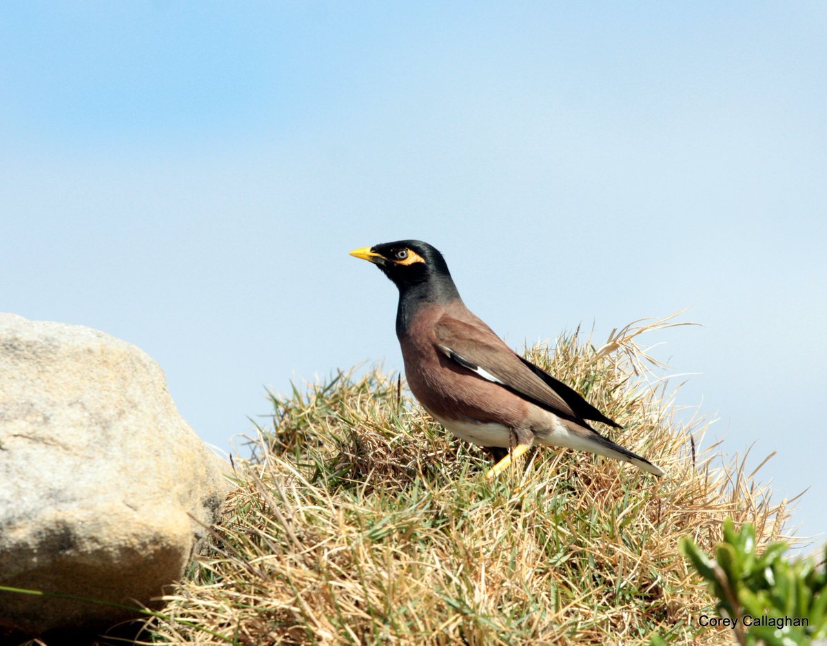A new sequencing study in the common myna reveals signatures of selection associated with dietary adaptation and invasive success. <a href="/KamolphatA/">Kamolphat Atsawawaranunt</a> <a href="/Katarina_Stuart/">Katarina Stuart</a> <a href="/alt_allele/">Annabel Whibley</a> <a href="/KyleMEwart/">Kyle Ewart</a> <a href="/NoisyMajor/">Richard Major</a> <a href="/DrRebeccaJ/">Rebecca Johnson</a> <a href="/ASanture/">Anna Santure</a> <a href="/WileyEcolEvol/">Wiley Ecology & Evolution</a>
buff.ly/4iA5v4P
📷: Corey Callaghan