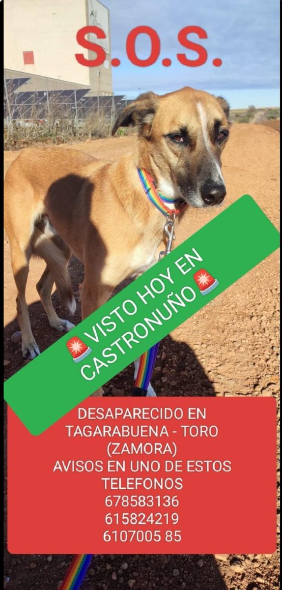 #URGENTE  #perrosperdidos
#Valladolid 
#Zamora 
#CastillaYLeon 
#castilla