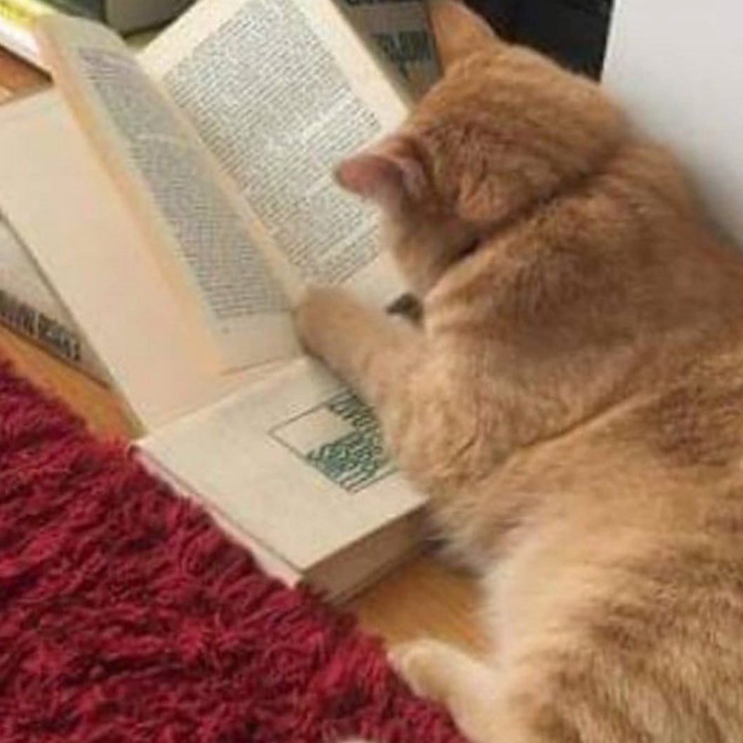 PunchingCat's tweet photo. https://t.co/gjxUaJmHbz