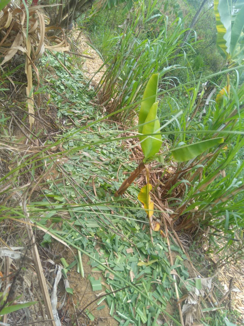 TETIKASA ALA tweet media