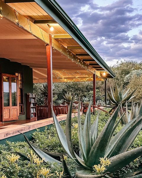 African Safari Collective tweet media