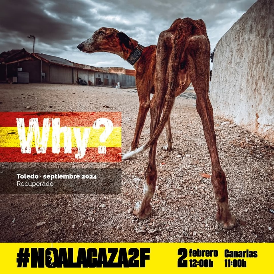 plataforma_NAC's tweet photo. ¿Qué valores estamos transmitiendo cuando normalizamos la crueldad?
La caza no es deporte,  es violencia gratuita
El 2 de Febrero, busca tu ciudad más próxima, únete y alza la voz por aquellos que no la tienen:
https://t.co/RPTJrChrte

#NoAlaCaza2F
#NoAlaCazaConPerros
#NoAlaCaza https://t.co/Pif2LKsrSZ