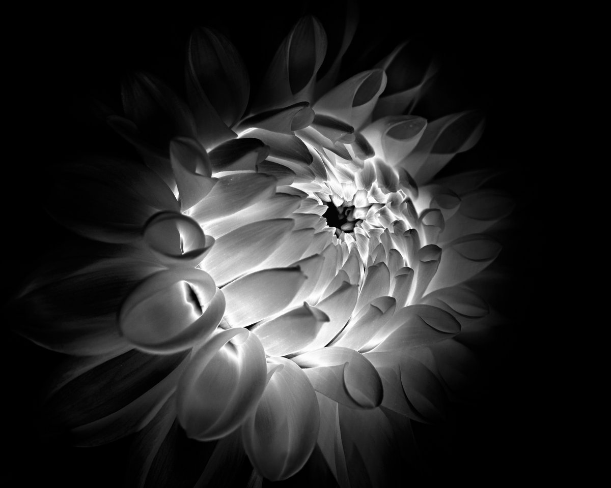atreya2112's tweet photo. #Vss365 #Monochrome

The composition of my soul
Is a flowers invite,
Disavowed~
For I am existing just outside..of time,
Monochrome in the darkness
Of griefs impound,
Trying to hold on..to the light,

#WritingCommunity 

Pic is from Visual Wilderness https://t.co/Pd5oAt4vhR