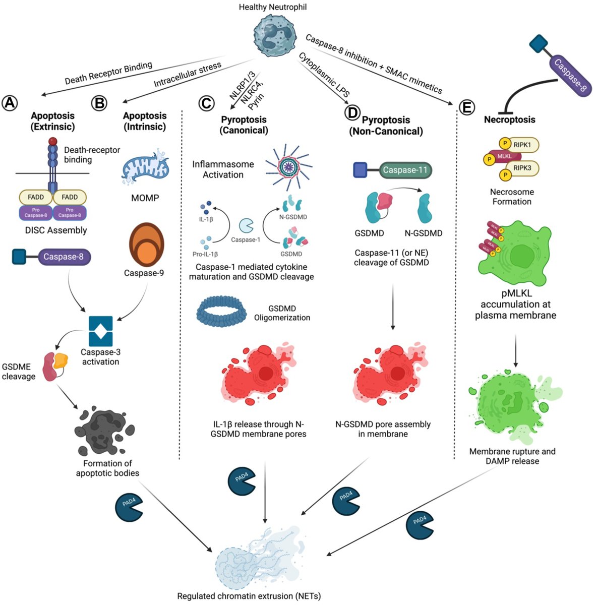 🔓 For a limited time until December 21, we are offering free promotional access to this new #review in #CJC! ⬇️
Hypertensive vascular disease (#HVD) is more than high blood pressure—it’s driven by #inflammation! #Neutrophils and their NETs damage vessels, worsening HVD. Exciting