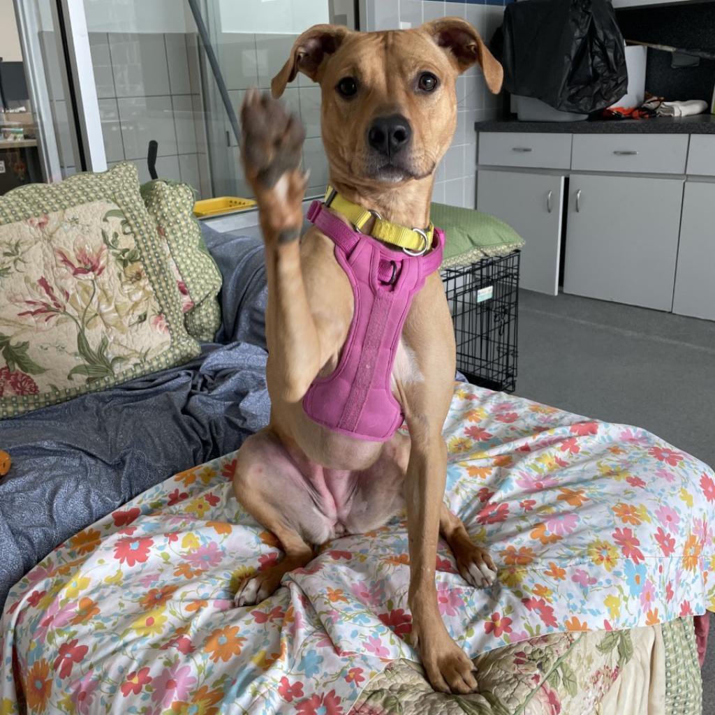 Hello from our sweet Molly! Molly is a loving girl who has spent 2 years at our Westhampton shelter because adoptions are slow. 😔 She’ll thrive in a home with someone who will work with her to build her confidence with new people &amp; in new environments. Meet her in Westhampton.