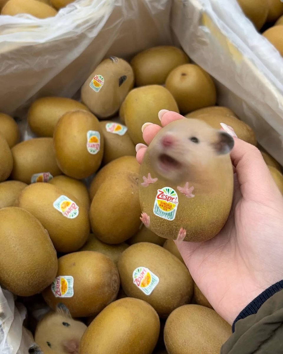 Tweets Of Hamster tweet media