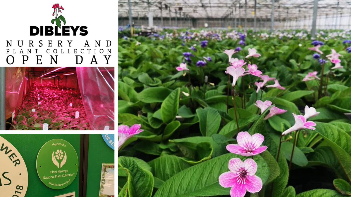Dibleys Nurseries tweet media
