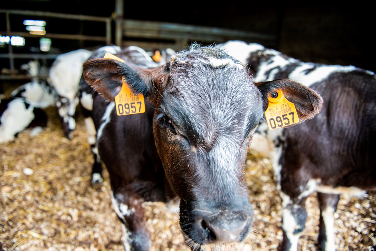 LivestockVoice's tweet photo. European Livestock Voice partners welcome the launch of the new Intergroup on #SustainableLivestock
With the support of academia, scientists, civil society experts, we look forward to exchanging with decision-makers on the complexities of animal farming.
https://t.co/uCBV7Ef3Ni https://t.co/0jgYozXCoD