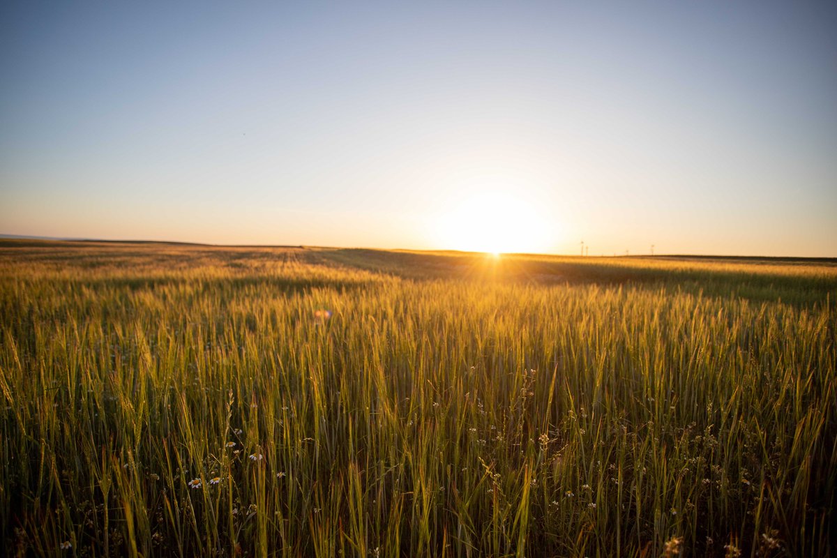 🎉 Happy New Year 2025! 🐦
Step into the new year with purpose! Join us at #SteppeBirds2025, the key event for steppe bird research and conservation this March. 🌍
Save the date and make 2025 count for nature!
ℹ️ steppebirds.com
#Ornithology #ConservationScience