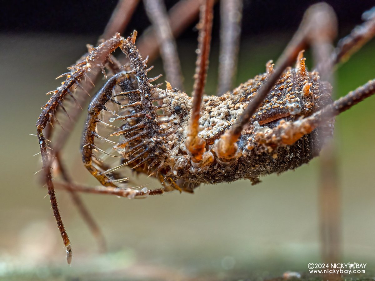 Nicky Bay (@singaporemacro) on Twitter photo Another harvestman with what appears to be a layer of wax on the anterior half of its dorsum.
From Balikpapan, Kalimantan, Indonesia
<a href="/sderkarabetian/">Shahan Derkarabetian</a> Another harvestman with what appears to be a layer of wax on the anterior half of its dorsum.
From Balikpapan, Kalimantan, Indonesia
<a href="/sderkarabetian/">Shahan Derkarabetian</a>